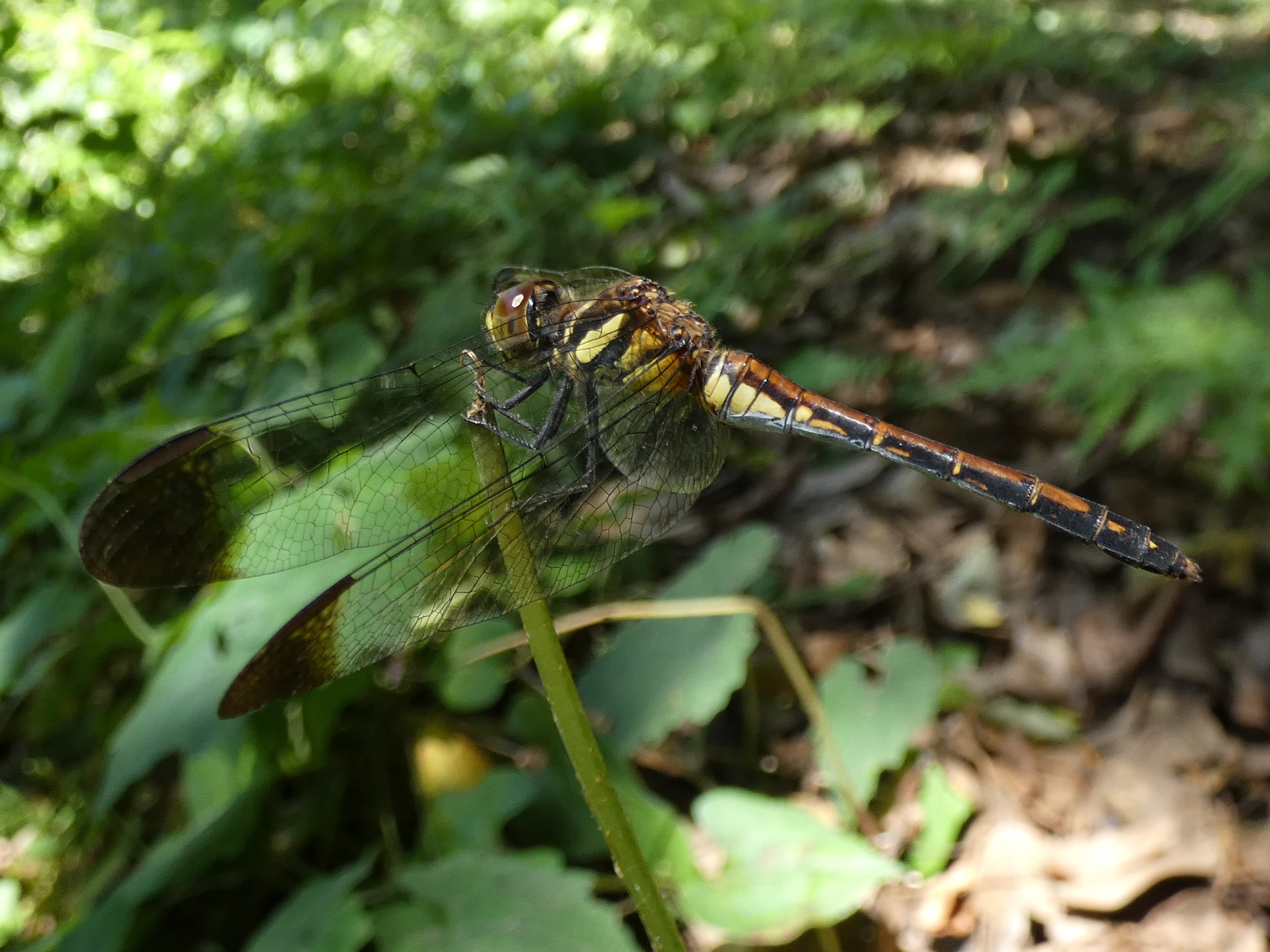 photo_2